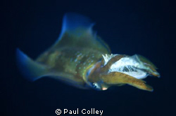 Squid attacking Rabbitfish taken on a night dive.  An opp... by Paul Colley 